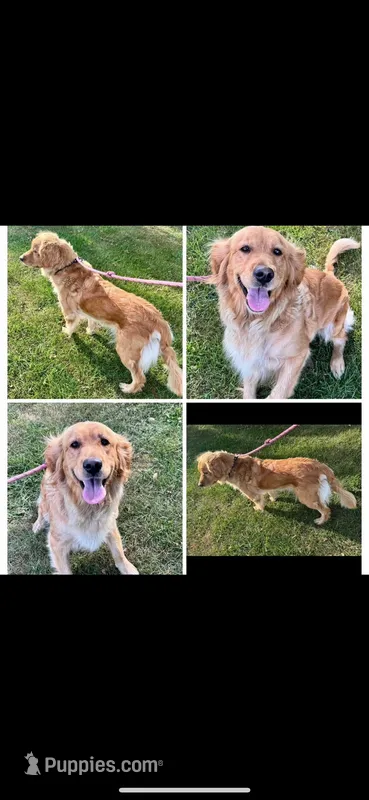 Golden retriever puppies