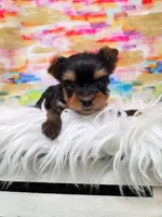 Cash, a male Yorkshire Terrier for sale in Monticello, IA – Photo 2 of 4