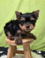 Cash, a male Yorkshire Terrier for sale in Monticello, IA – 5 of 5