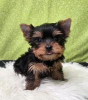 Cash, a male Yorkshire Terrier for sale in Monticello, IA – 2 of 5