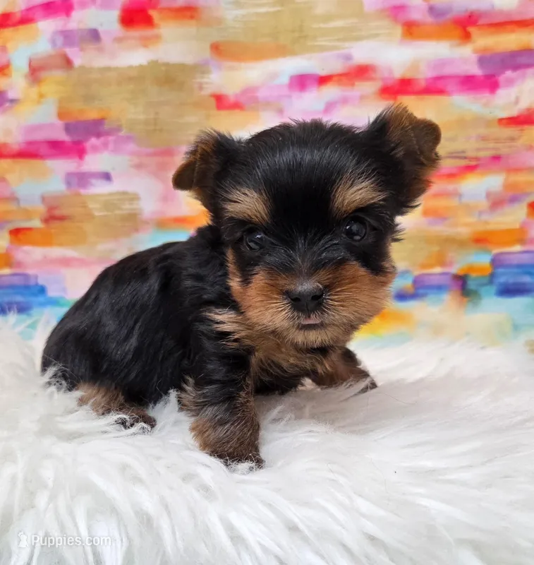 Cash – Yorkshire Terrier puppy for sale in Monticello, IA