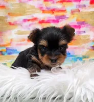 Cash, a male Yorkshire Terrier for sale in Monticello, IA – Photo 3 of 4