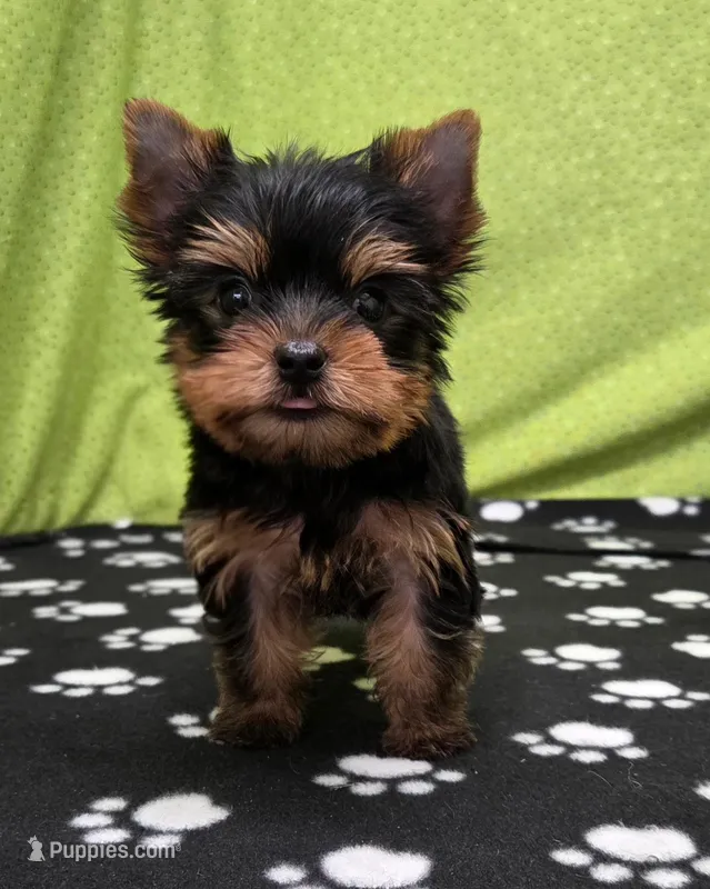Cash – Yorkshire Terrier puppy for sale in Monticello, IA