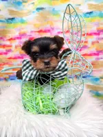 Cash, a male Yorkshire Terrier for sale in Monticello, IA – Photo 4 of 4