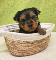 Boomer, a male Yorkshire Terrier for sale in Monticello, IA – Photo 1 of 3