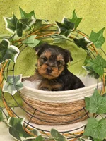 Boomer, a male Yorkshire Terrier for sale in Monticello, IA – Photo 2 of 3