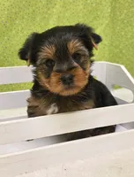 Boomer, a male Yorkshire Terrier for sale in Monticello, IA – Photo 3 of 3