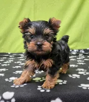 Dex, a male Yorkshire Terrier for sale in Monticello, IA – Photo 2 of 4