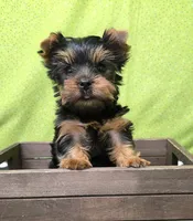 Dex, a male Yorkshire Terrier for sale in Monticello, IA – Photo 4 of 4