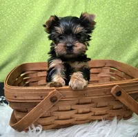 Dex, a male Yorkshire Terrier for sale in Monticello, IA – Photo 1 of 4