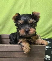 Dex, a male Yorkshire Terrier for sale in Monticello, IA – Photo 3 of 4