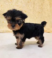 Mia, a female Yorkshire Terrier for sale in Monticello, IA – Photo 1 of 3