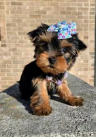 Mia, a female Yorkshire Terrier for sale in Monticello, IA – Photo 3 of 3