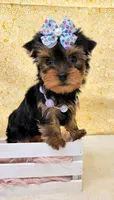 Mia, a female Yorkshire Terrier for sale in Monticello, IA – Photo 2 of 3
