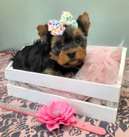 Darla, a female Yorkshire Terrier for sale in Monticello, IA – Photo 4 of 4