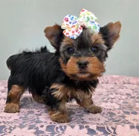 Darla, a female Yorkshire Terrier for sale in Monticello, IA – Photo 2 of 4