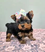 Darla, a female Yorkshire Terrier for sale in Monticello, IA – Photo 3 of 4