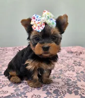 Darla, a female Yorkshire Terrier for sale in Monticello, IA – Photo 1 of 4