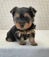 Roamie, a male Yorkshire Terrier for sale in Monticello, IA – Photo 2 of 3