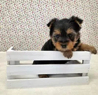 Roamie, a male Yorkshire Terrier for sale in Monticello, IA – Photo 3 of 3