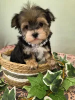 Dolly, a female Morkie for sale in Monticello, IA – Photo 3 of 3