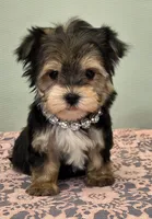 Dolly, a female Morkie for sale in Monticello, IA – Photo 1 of 3