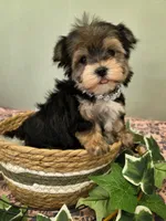Dolly, a female Morkie for sale in Monticello, IA – Photo 2 of 3
