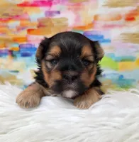 Baxter, a male Morkie for sale in Monticello, IA – Photo 3 of 3