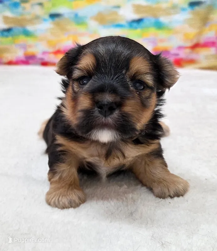 Baxter – Morkie puppy for sale in Monticello, IA