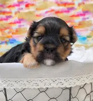 Baxter, a male Morkie for sale in Monticello, IA – Photo 2 of 3