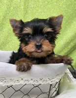 CoCo, a male Yorkshire Terrier for sale in Monticello, IA – Photo 3 of 4