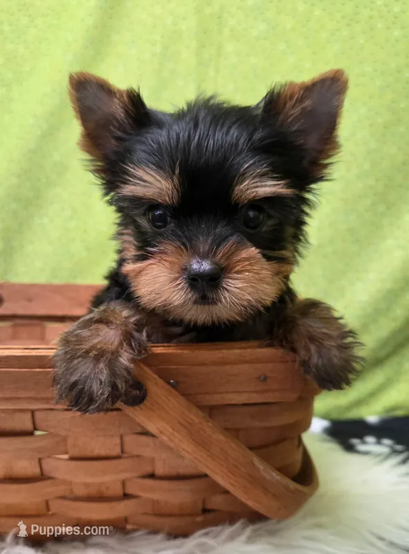 CoCo – Yorkshire Terrier puppy for sale in Monticello, IA