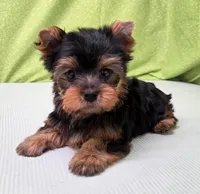 Trig, a male Yorkshire Terrier for sale in Monticello, IA – Photo 3 of 6