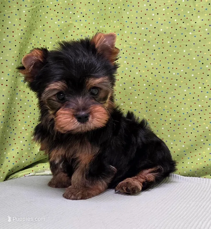 Trig – Yorkshire Terrier puppy for sale in Monticello, IA