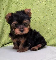 Trig, a male Yorkshire Terrier for sale in Monticello, IA – Photo 1 of 6