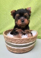 Trig, a male Yorkshire Terrier for sale in Monticello, IA – Photo 6 of 6