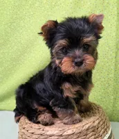 Trig, a male Yorkshire Terrier for sale in Monticello, IA – Photo 5 of 6