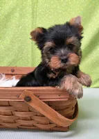 Trig, a male Yorkshire Terrier for sale in Monticello, IA – Photo 2 of 6