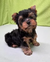 Trig, a male Yorkshire Terrier for sale in Monticello, IA – Photo 4 of 6