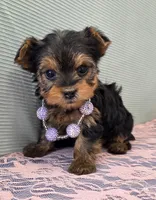 Piper, a female Yorkshire Terrier for sale in Monticello, IA – Photo 5 of 5