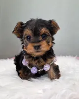 Piper, a female Yorkshire Terrier for sale in Monticello, IA – Photo 3 of 5