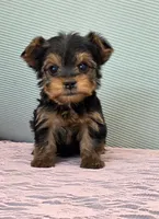 Piper, a female Yorkshire Terrier for sale in Monticello, IA – Photo 1 of 5