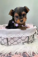 Piper, a female Yorkshire Terrier for sale in Monticello, IA – Photo 4 of 5