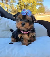 Stella , a female Yorkshire Terrier for sale in Monticello, IA – Photo 3 of 4