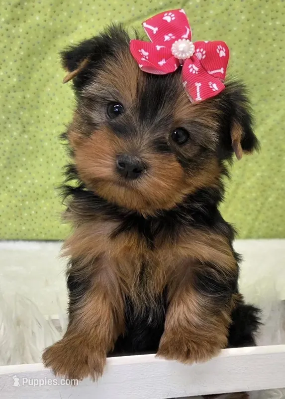 Stella  – Yorkshire Terrier puppy for sale in Monticello, IA