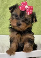 Stella , a female Yorkshire Terrier for sale in Monticello, IA – Photo 1 of 4