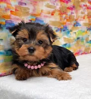 Stella , a female Yorkshire Terrier for sale in Monticello, IA – Photo 4 of 4