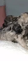 GEM, a female Miniature Schnauzer for sale in Morganton, NC – 2 of 3