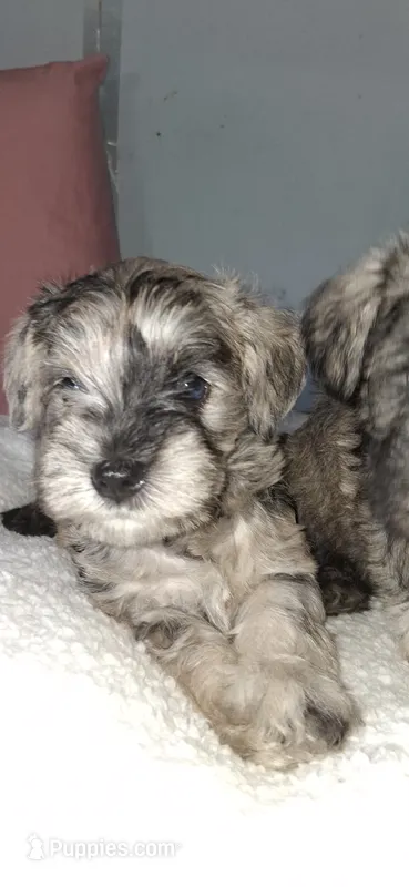 GEM – Miniature Schnauzer puppy for sale in Morganton, NC