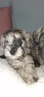 GEM, a female Miniature Schnauzer for sale in Morganton, NC – 1 of 3